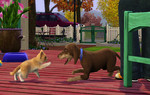 TS3_PETS_ANNOUNCE_CAT_DOG_PLAY_01.jpg